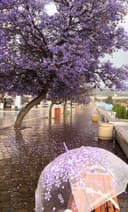 بدرية ابراهيم السهيم